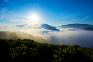 Weinberge im Nebel