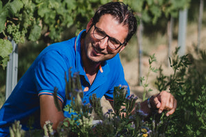 Martin Korrell im Weinberg in der Begrünung