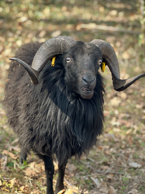 Ouessantschafsbock steht in der Natur und schaut nach vorne