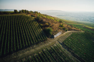 Weinlage im Honigberg im Kreuznacher Paradies 