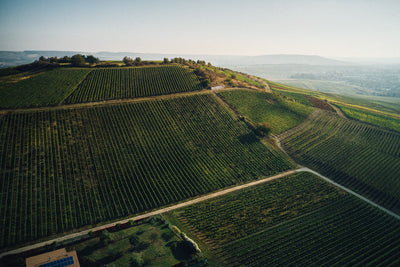 KREUZNACHER PARADIES  Riesling trocken