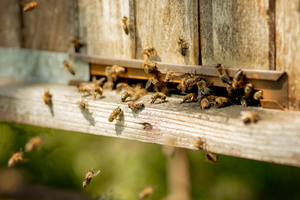 viele Bienen Nahaufnahme